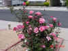 Dsc00526.jpg (45363 bytes)