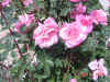 Dsc00527.jpg (52636 bytes)